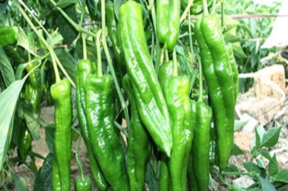 好消息：十畝地的豫藝順美早椒賣了15萬！