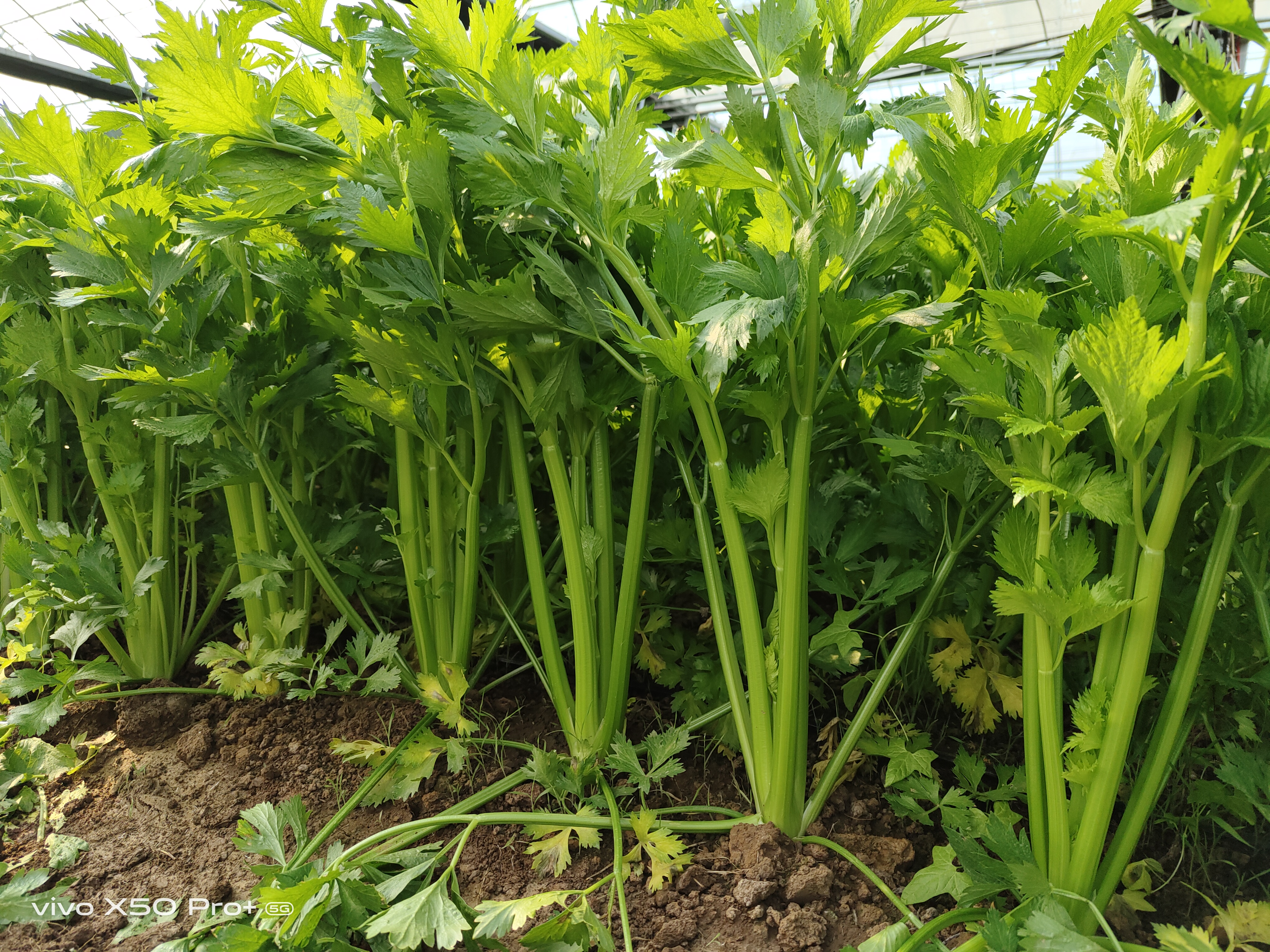 馬家溝芹菜，給菜農(nóng)朋友、農(nóng)業(yè)園區(qū)的發(fā)展啟示